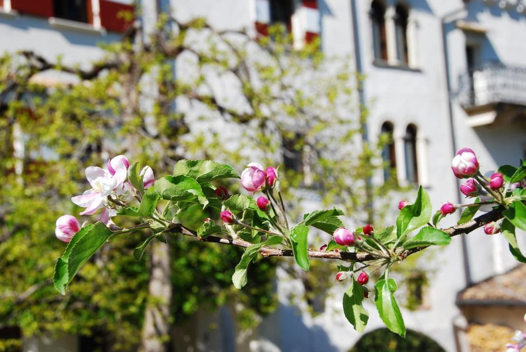 Apartments Schloss Paschbach Аппиано-Сулла-Страда-дель-Вино Экстерьер фото